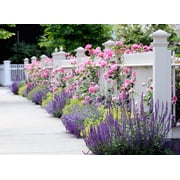 Seedville 5 Pink Climbing Rose Flower Seeds, Fragrant Butterfly Attracting Blooms