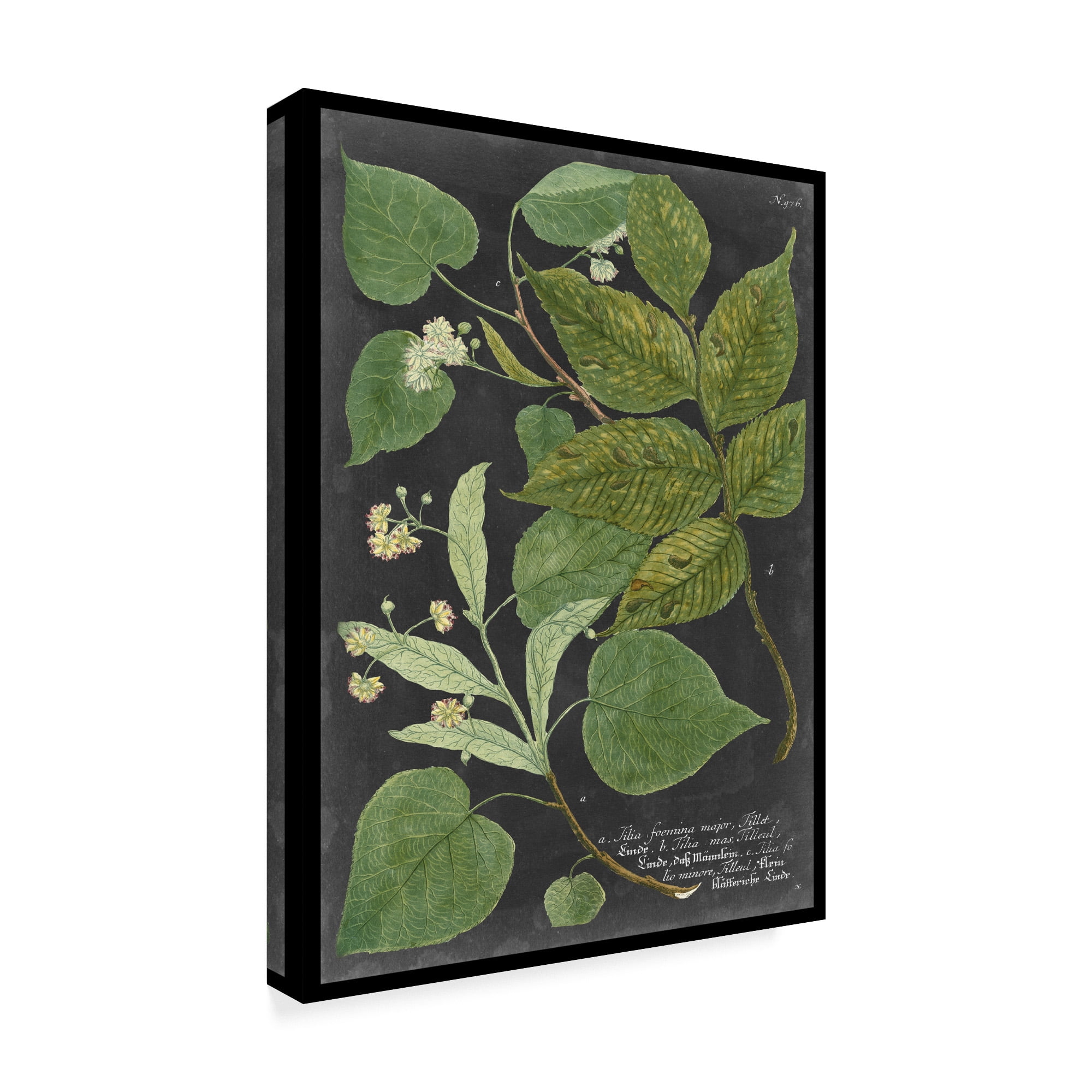 Trademark Fine Art 'Dramatic Weinmann Greenery III' Canvas Art by Vision Studio