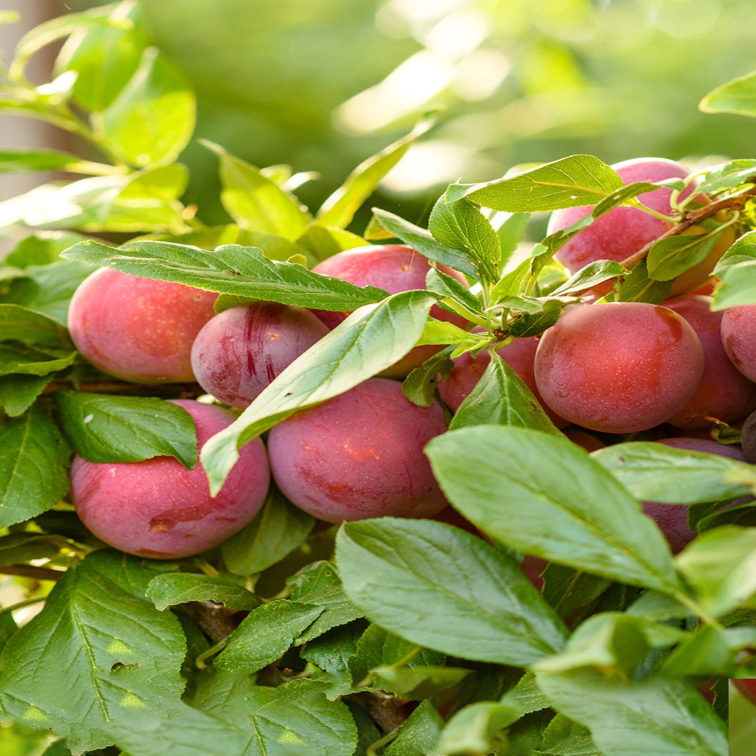 Expert Gardener 3-4 ft. tall Bruce Plum Live Tree in 7- Gallon Grower Pot