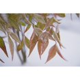 thumbnail image 1 of Posterazzi DPI1861010LARGE Feuilles Affiche Imprimée, 38 x 24, 1 of 1