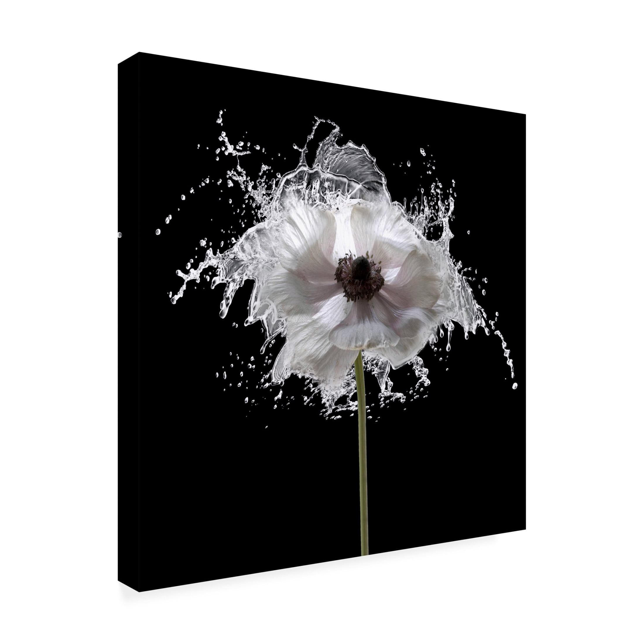 Canvas Wall Art - Tom Quartermaine 'Splash Floral' Wall Art for Living Room, Bedroom, or Office Décor by Trademark Fine Art - 24 x 24 Inches