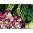 thumbnail image 1 of 100 SCARLET BANDIT Bunching ONION Red Allium Cepa Vegetable Seeds, 1 of 1