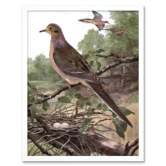Wee Blue Coo Peinture Animale Dove 1915 Oiseaux Art d'Hiver Horsfall Affiche Encadrée Décoration Murale 12x16 Pouces