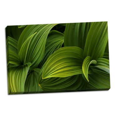 Gango Home Decor Contemporary False Hellebore I by Kathy Mahan (Ready to Hang); One 36x24in Hand-Stretched Canvas