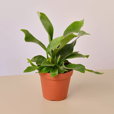 Pothos Neon 6 Pot Walmart Com