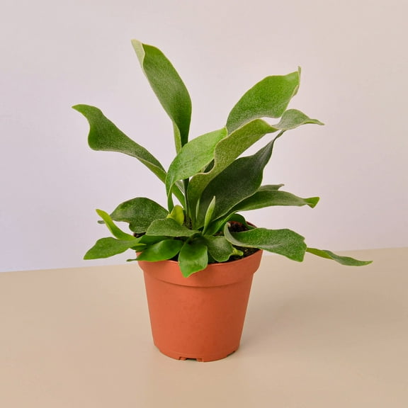 Staghorn Fern - 4" Pot