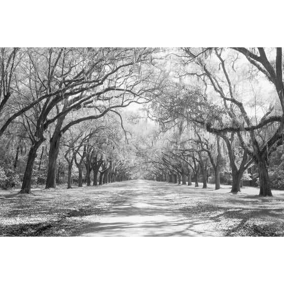 Art.com Live Oaks and Spanish Moss Wormsloe State Historic Site Savannah GA Photographic Print, 24" x 16"