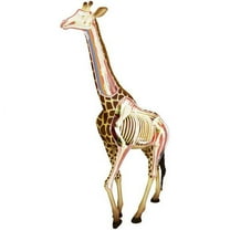Giraffe Anatomy Model