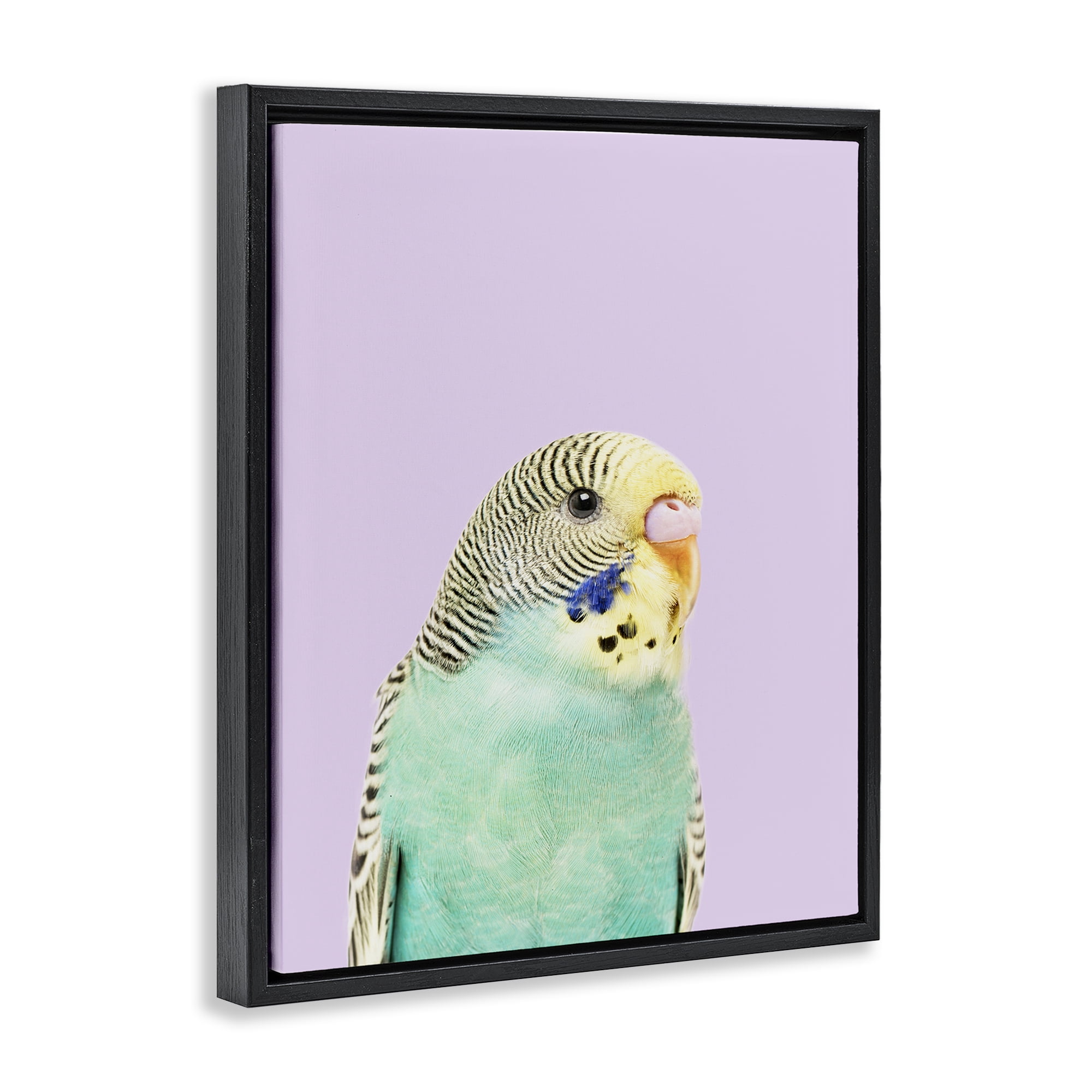 Stupell Industries Pastel Budgie Bird Animals Painting Black Floater Framed Canvas Art Print Wall Art, 17 x 21