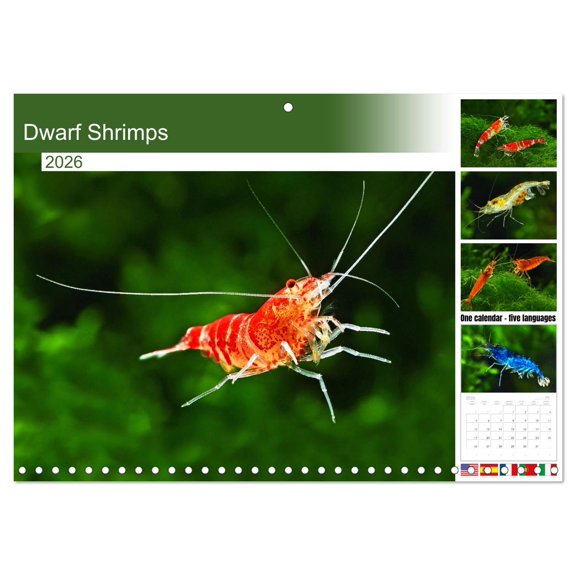 Dwarf Shrimps (Monthly Wall Calendar 2026 11.7 x 16.5 (open)), CALVENDO 14 Month Calendar