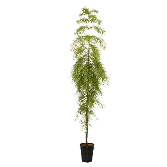 Expert Gardener Bald Cypress Falling Waters Tree in 1 gal Grower Pot