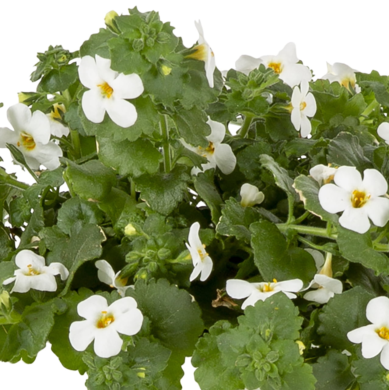 Better Homes & Gardens 1.5PT White Bacopa Live Annual Plant Sun 5-Pack