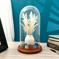 thumbnail image 2 of Plymor 5.5" x 11" Glass Display Dome Cloche (Walnut MDF Base), 2 of 3