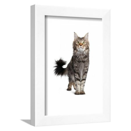 - Maine Coon Cat Framed Print Wall Art By Fabio Petroni
