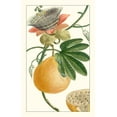 thumbnail image 2 of Turpin 13x18 Black Ornate Wood Framed with Double Matting Museum Art Print Titled - Turpin Exotic Botanical III, 2 of 4