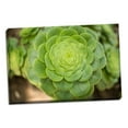 thumbnail image 1 of Gango Home Decor Macro Succulent III by Erin Berzel (Ready to Hang); One 36x24in Hand-Stretched Canvas, 1 of 4