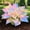 D, variant on `Hosta Flower Bulbs, Easy‑Grow Low Maintenance Perennial, Suitable for Garden Beds, Borders, Pots and Planters`