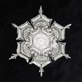 thumbnail image 2 of Bentley, Wilson 26x26 Black Ornate Wood Framed with Double Matting Museum Art Print Titled - Snowflake 579A, 2 of 4