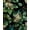 Black and Green, variant on Black Floral Peel and Stick Wallpaper Vintage Boho Sugar Skull Contact Paper Gothic Flower Wall Mural Home Vinyl Waterproof Self Adhesive Removable Renter Friendly Wall Paper 17.5" x 118"