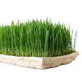 thumbnail image 2 of Handy Pantry Pro Micro Jute Microgreens Grow Mats 10x20 Inches for 1020 Growing Trays - Pack of 10 Pads - Hydroponic Grow Media for Micro Greens & Wheatgrass, 2 of 7