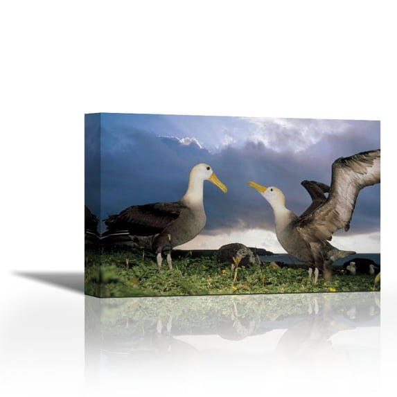 Waved Albatross courtship dance, Galapagos Islands, Ecuador - Contemporary Fine Art Giclee on Canvas Gallery Wrap - wall décor - Art painting - 27 x 18 Inch - Ready to Hang