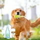 thumbnail image 4 of Juguete para masticar perro | Diseño interactivo de botellas y bolas | Caucho blando | Respetuoso con el agua y flotante | Juguete chirriante para la dentición para perros de todos los tamaños |, 4 of 4