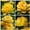 D, variant on Plantable Rare Peony (Non-Artificial), Beginner Friendly Fast Growing Variety with Mixed Color Flowers for Outdoor Decor