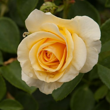 Heirloom Roses Yellow Rose Plant - Phab Gold Floribunda Rose Bush - Live Yellow Flowers