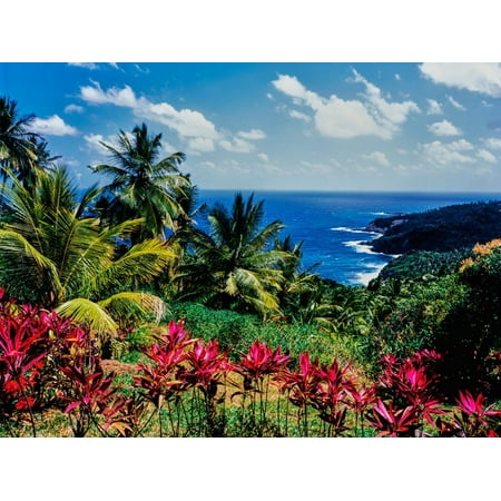 Elevated view of trees and plants on the East Coast, Dominica Print Wall