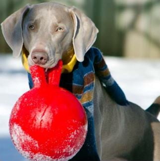 Jolly Pets Mini Tug n Toss Ball Dog Toy, 4", Red