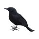 thumbnail image 5 of Cuervos con plumas negras de Halloween, decoración de cuervos artificiales aterradores hechos a mano de aspecto realista para fiestas, eventos, hogar, Estilo A, 5 of 8