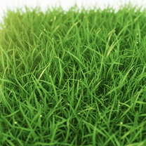 Set 2000 Emerald Zoysia Grass Seeds, Dense Green Zoysia Grass Seeds for Lawn Backyard Ground Cover