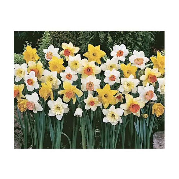 100 Daffodil Mixture - Narcissus Large Cupped Giant Mixture