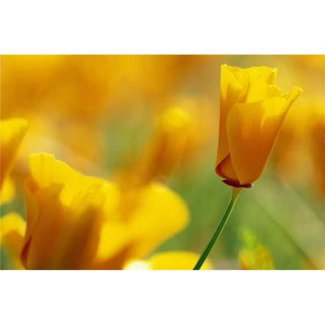 Yellow Poppy Poster Print by Natural Selection Craig Tuttle, 36 x 24 - Large