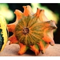 thumbnail image 4 of TomorrowSeeds - Crown of Thorns Ornamental Gourd Seeds - 60+ Count - For 2026 Planting Shenot Ten, 4 of 9