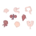 thumbnail image 3 of Human Organ Model Toy, Delicate Learn Structure Of Human Organs Body Anatomy Educational Tool Simulation  For School Teaching For Students For Hospitals, 3 of 8