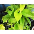 thumbnail image 2 of Neon Pothos - Live Plant in a 6 Inch Pot - Epipremmum Aureum - Stunning Houseplant with Unique Foliage - The Perfect Air Purifying Houseplant Companion, 2 of 5