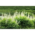 thumbnail image 4 of 50 WHITE WILD INDIGO Baptisia Alba Usa Native Pollinator Flower Seeds, 4 of 9