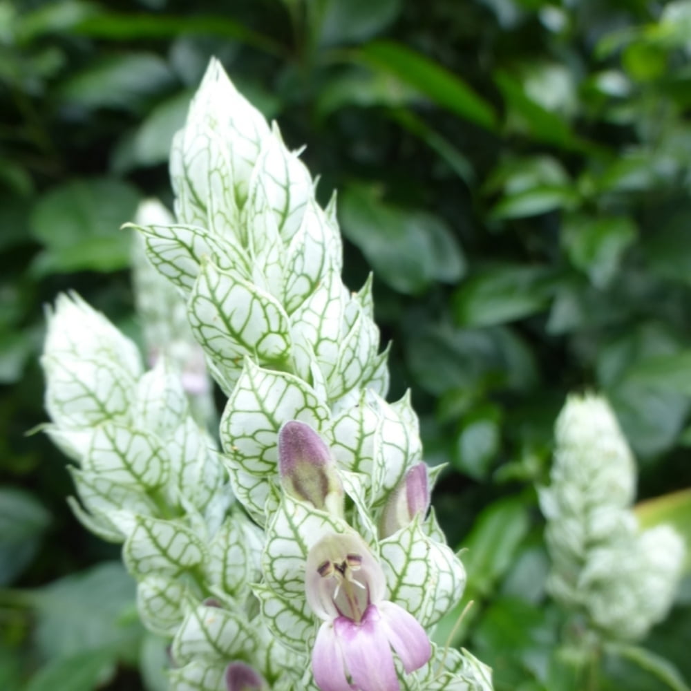 White Justicia Carnea Shrimp Plant 4 to 8 Inches Tall, Shrimp Plants for Indoor and Outdoor Gardening