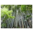 thumbnail image 2 of Forêt de Bambou Dense du Japon - Impression d'Art Mural sur Toile de Forêt, 2 of 3