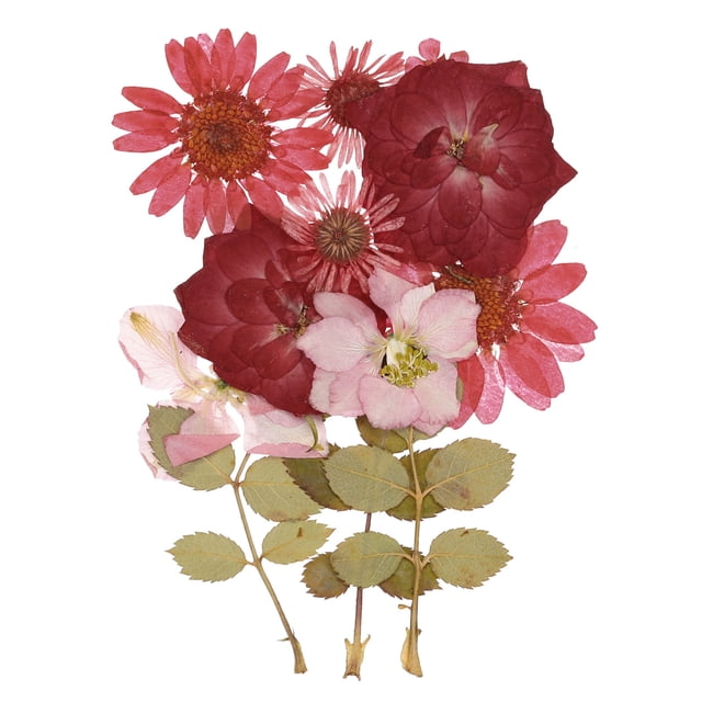 Fleurs Séchées Pressées DIY Résine Pressée pour Feuilles Sèches Réelles Multicolore