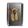 thumbnail image 1 of Inteprter Espécimen y niños de escarabajos avispa araña escorpión no tóxicos e inodoros de resina. Adultos duraderos. Decoración del hogar abejorro blanco, 1 of 6