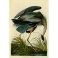 thumbnail image 3 of Audubon, John James 11x14 Black Modern Framed Museum Art Print Titled - The Great Blue Heron, 3 of 5