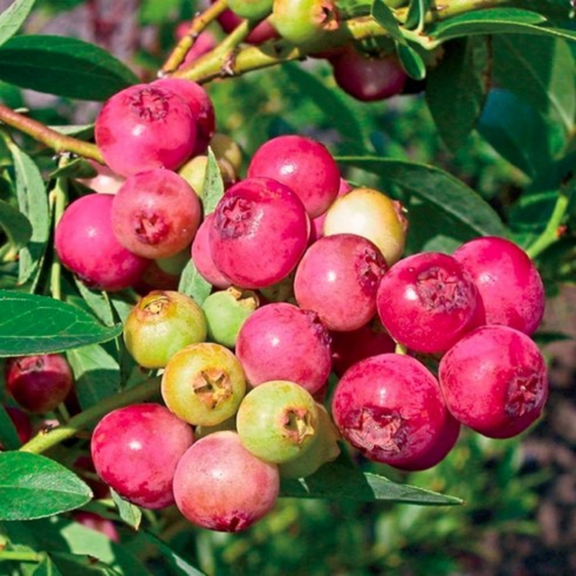 Set 2 Pink Lemonade Blueberry Bushes Live Plant, Blueberries Fruits Trees Shrub, 4-7 inches Tall, 4 inch Pot for Planting