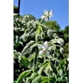thumbnail image 5 of 50 WHITE BORAGE Borago Officinalis Bianca Herb Flower Seeds, 5 of 10