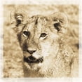 thumbnail image 5 of 4 Baby African Safari Animals Prints Elephant Cheetah Lion Zebra Photographs Sepia Art Posters 12x12, 5 of 6