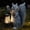Gray, variant on Garden Statue Brown Solar Squirrel with Lantern for Yard Lawn Patio