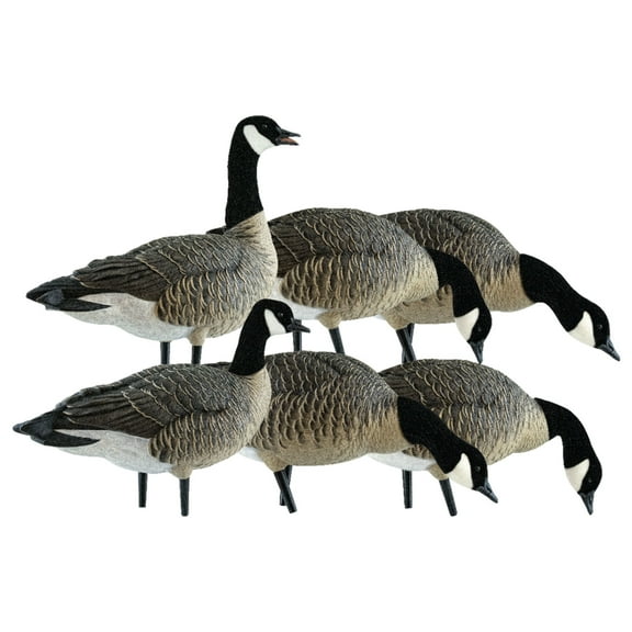 Avian X Lessers 6 Piece Fusion Pack for Hunting Purposes and Outdoor Sports