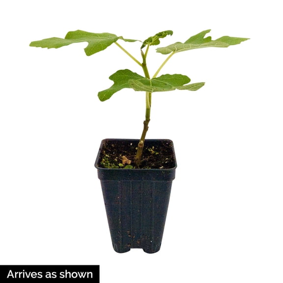 Direct Gardening Fignomenal Fig Tree Potted Fruit Bearing Starter Plant Grown in a 4 Inch Pot, 1 Per Offer