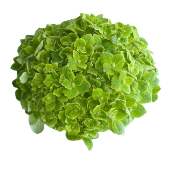 Hydrangea Premium Emerald 35 Steam